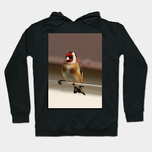 goldfinch Hoodie